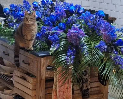 blue spray